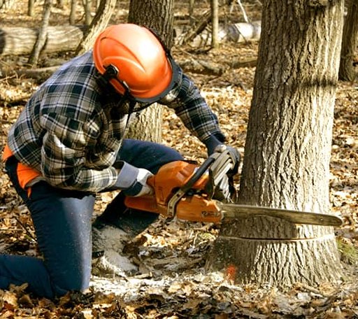 Tree Removal in West Topsham, VT